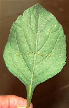  Leaf with adaxial surface